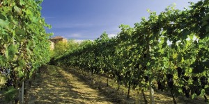 Le signore del vino nel Regno delle botti