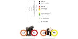 Panda fuori pericolo. Grandi scimmie a rischio estinzione