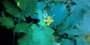 Natura incontaminata
