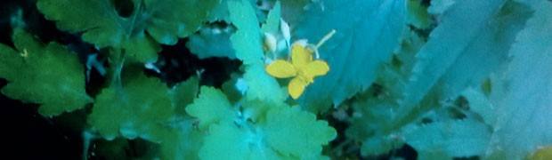 Natura incontaminata
