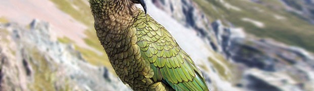 Il cacapò. Sull’orlo dell’estinzione uno dei pappagalli più longevi al mondo