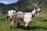 capra orobica