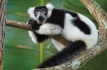 Lemuri