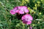 Flora Valle Mompiano