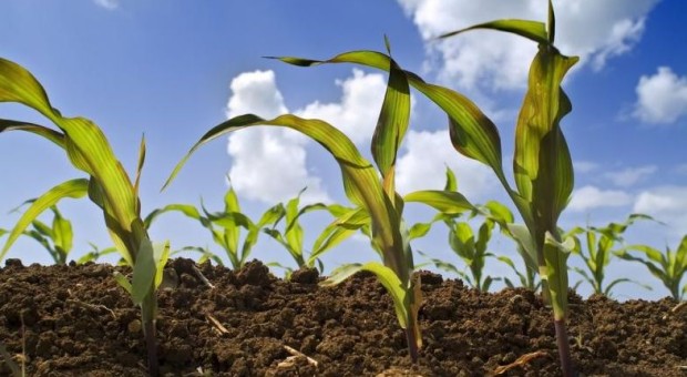 Tecniche innovative di agricoltura sostenibile in pieno campo per il recupero della fertilità del suolo