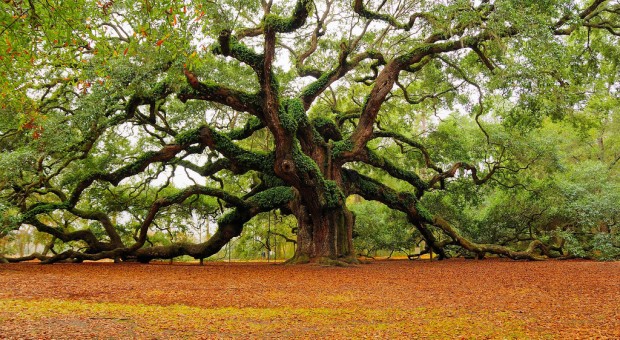 Censimento alberi monumentali 