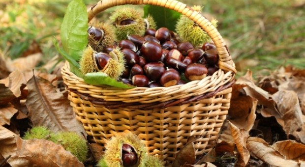 CORSO SULLA CASTANICOLTURA 