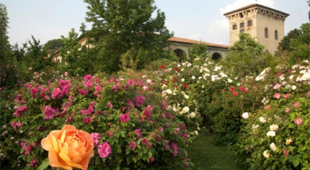 Flower Market