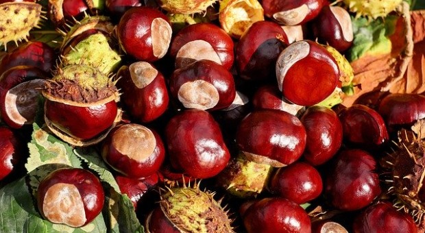 castagne