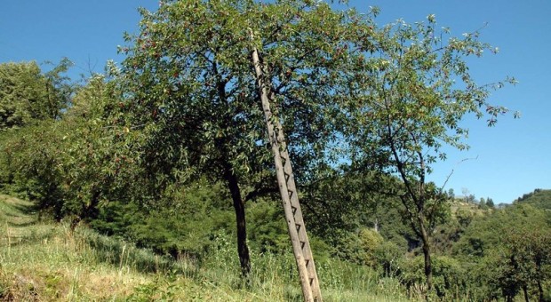 La Potatura - Corso Pratico