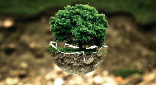 albero