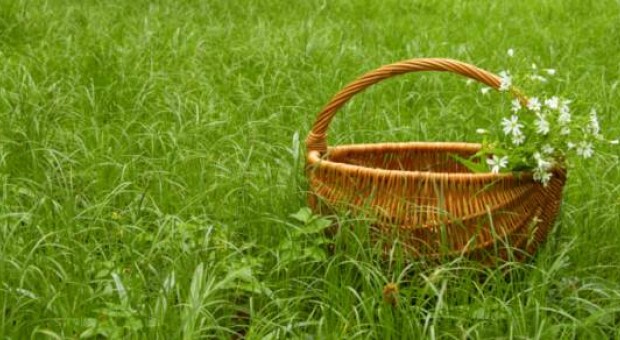 Piante spontanee commestibili: andar per erbe
