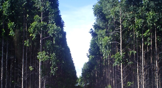 Deserto verde 