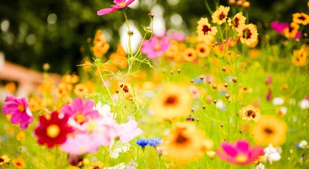 Brixia Florum - Expo Flowers 2015