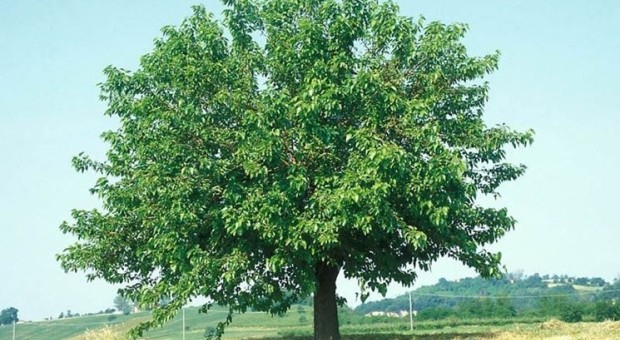 Festa del Gelso
