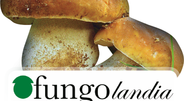 Fungolandia 2015