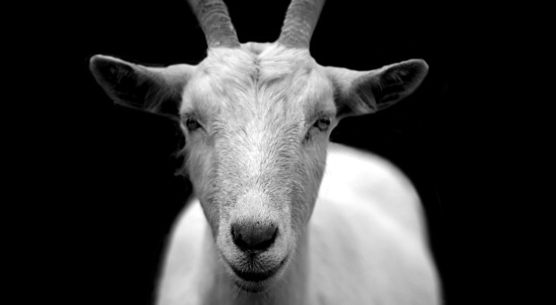 capra