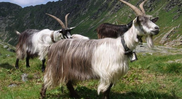 capra orobica