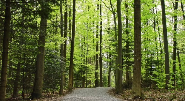 Le scuole di Palazzolo festeggiano la Giornata Nazionale degli Alberi 
