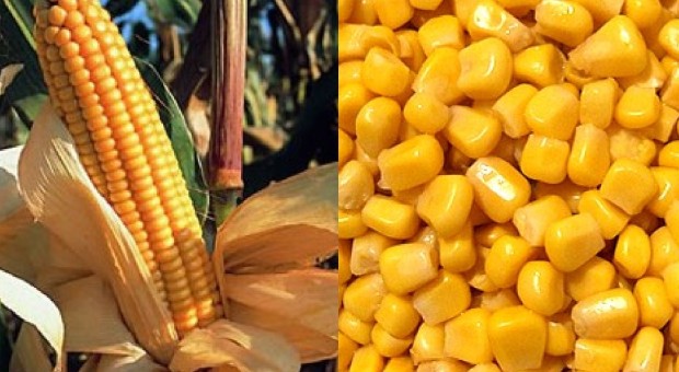 Festa d'autunno