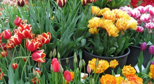 Floreka