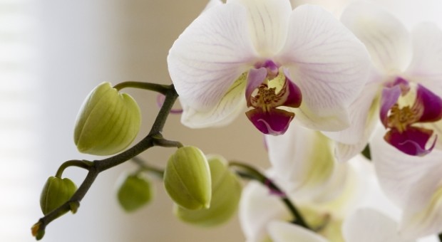 Orchidee