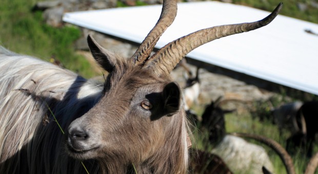 Da Luigi Veronelli al nuovo presidio Slow Food della Capra Orobica