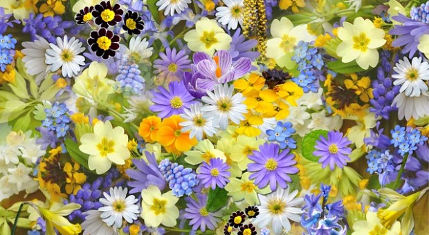 fiori 