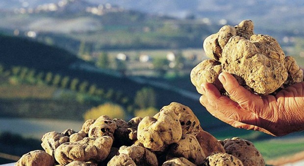 La valle dei Campi: Coltivare tartufi