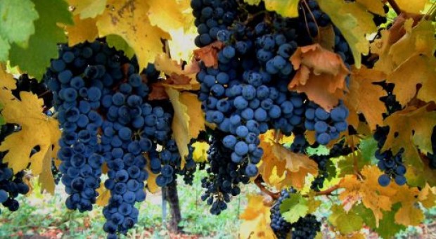 La vendemmia più precoce da oltre un decennio