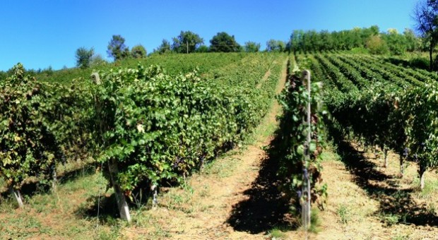 La Certificazione della biodiversità negli Ecosistemi Agricoli