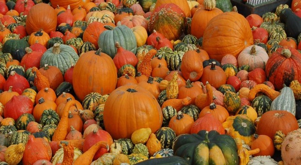 Giornata della gente di buona zucca