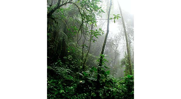 Amazzonia a rischio Covid.