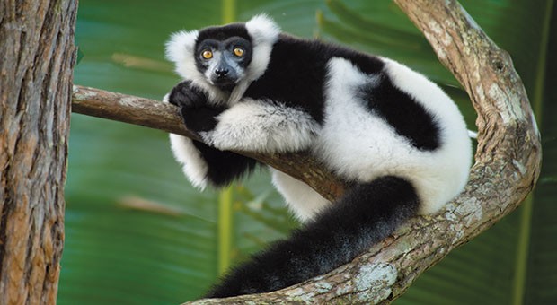 Lemuri