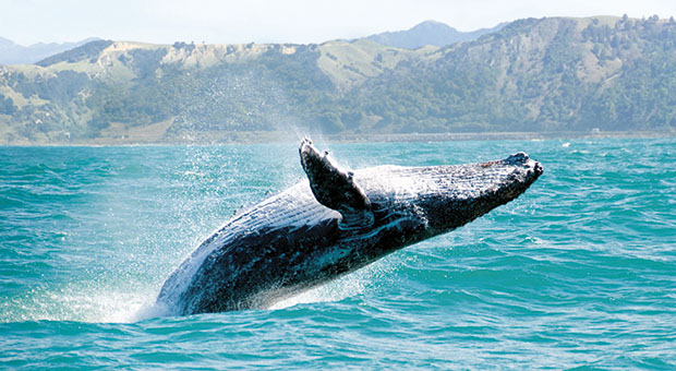 La Balenottera Azzurra L Animale Piu Grande Al Mondo A Un Passo Dell Estinzione Infosostenibile