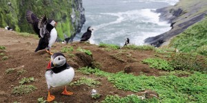 Puffins