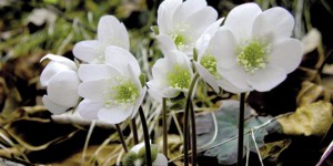anemone di bosco