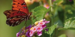 Biodiversamente 