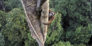 Wildlife Photographer of the Year: Fotografare per conservare la natura