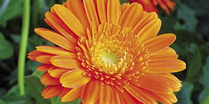 Calendula