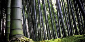 Grandi opportunità per l’agricoltura grazie al Bambù Gigante OnlyMoso