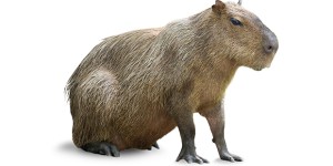 Capibara 