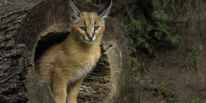 La fierezza fatta felino: il caracal