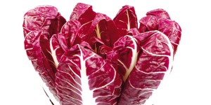 Radicchio
