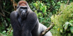 Gorilla_Estinzione_Africa