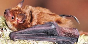 I pipistrelli