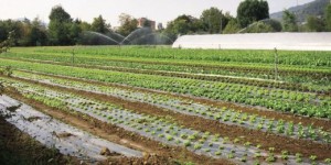 Riscatto attraverso green economy