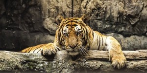 Tigre la regina della giungla