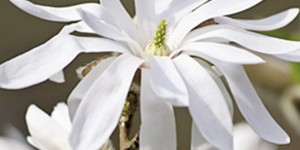 Magnolia stellata