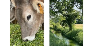 Azienda Ardemagni: Bruna Alpina Originale e risorgive